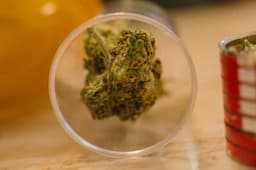 using a magnifier glass close up of marijuana bud