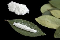 cocaine on coca leaf